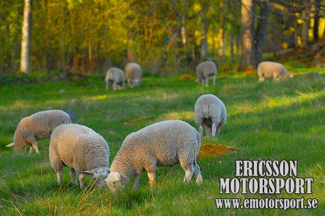 © Ericsson-Motorsport, www.emotorsport.se